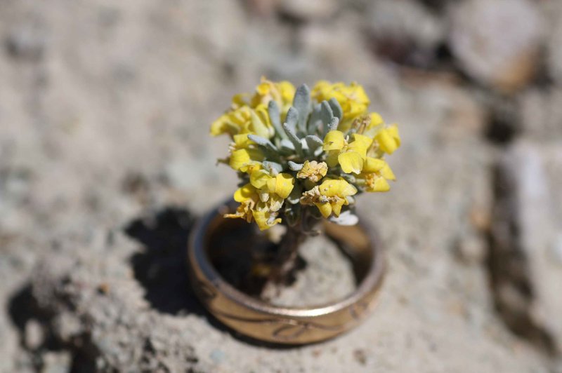 Dudley Bluffs Bladderpod photo 6