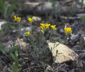 Limestoneglade Bladderpod