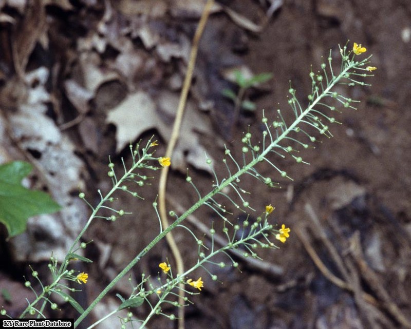 Globe Bladderpod photo 2