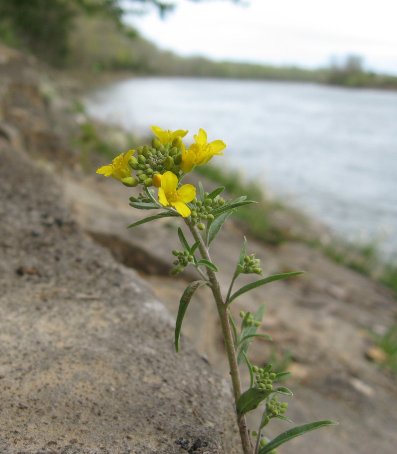 Globe Bladderpod