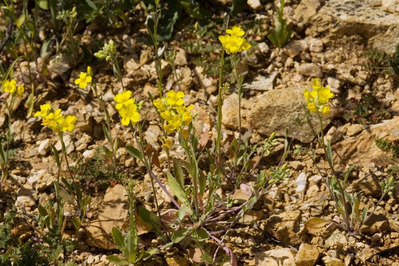 Gordon's Bladderpod photo 2