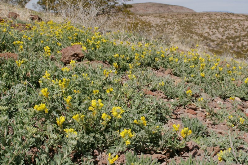 Gordon's Bladderpod photo 3