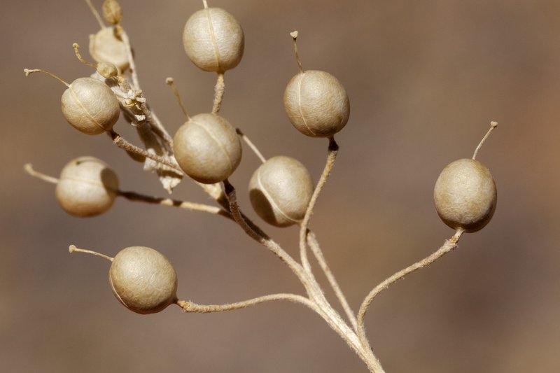 Gordon's Bladderpod photo 4