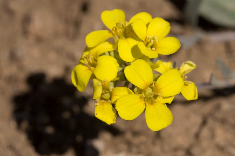 Gordon's Bladderpod photo 5