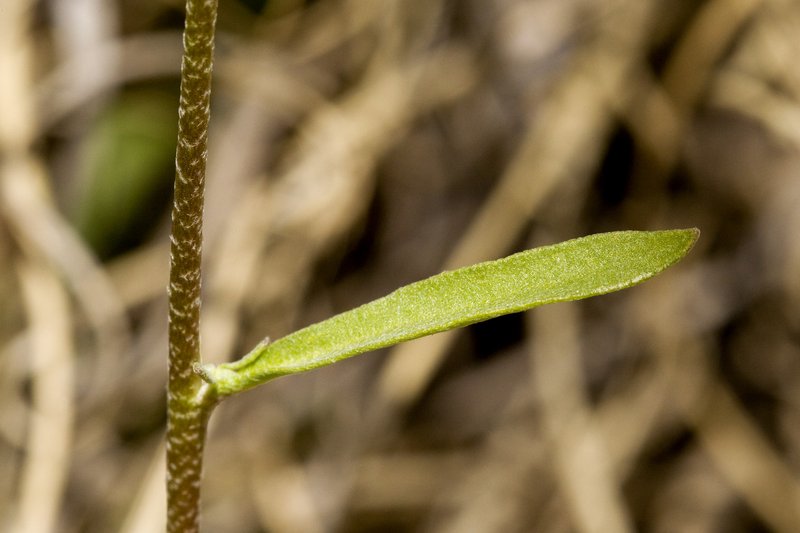 Gordon's Bladderpod photo 6