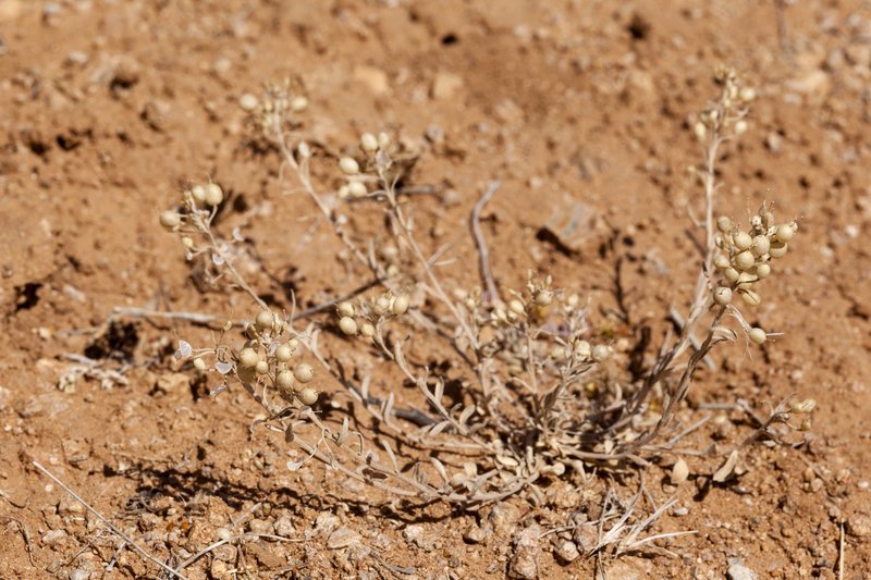 Gordon's Bladderpod photo 8