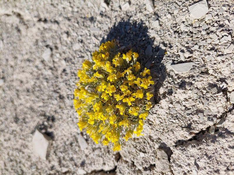 Hitchcock's Bladderpod