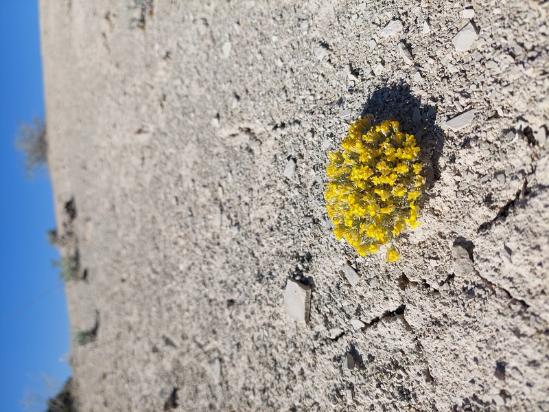 Hitchcock's Bladderpod photo 2