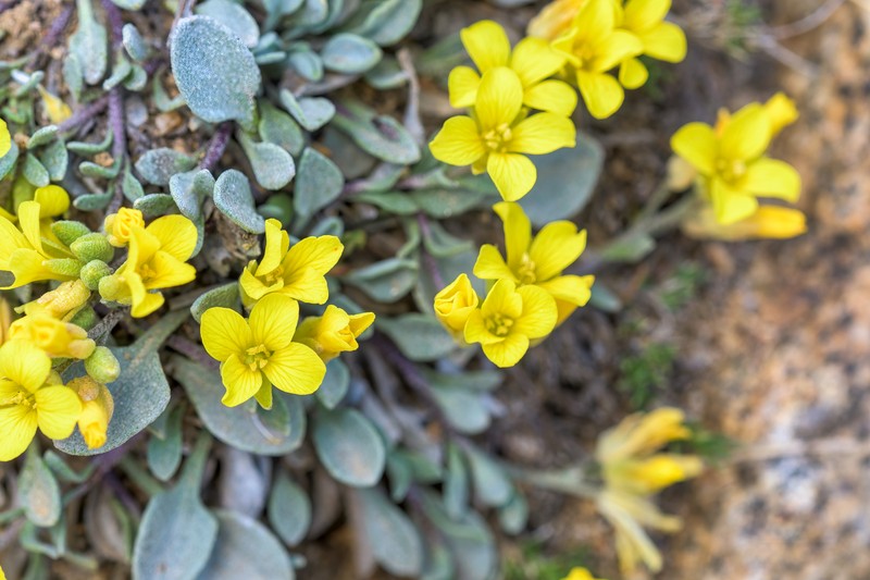 St. Marys Peak Bladderpod