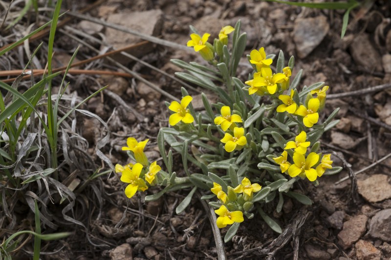 Mid Bladderpod
