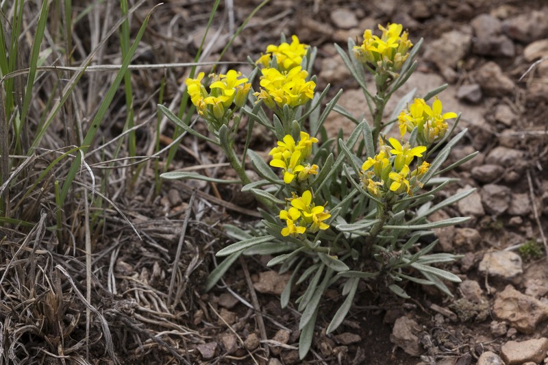 Mid Bladderpod photo 2