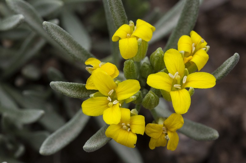 Mid Bladderpod photo 3