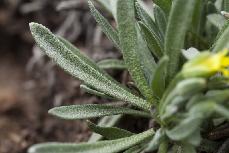 Mid Bladderpod photo 4