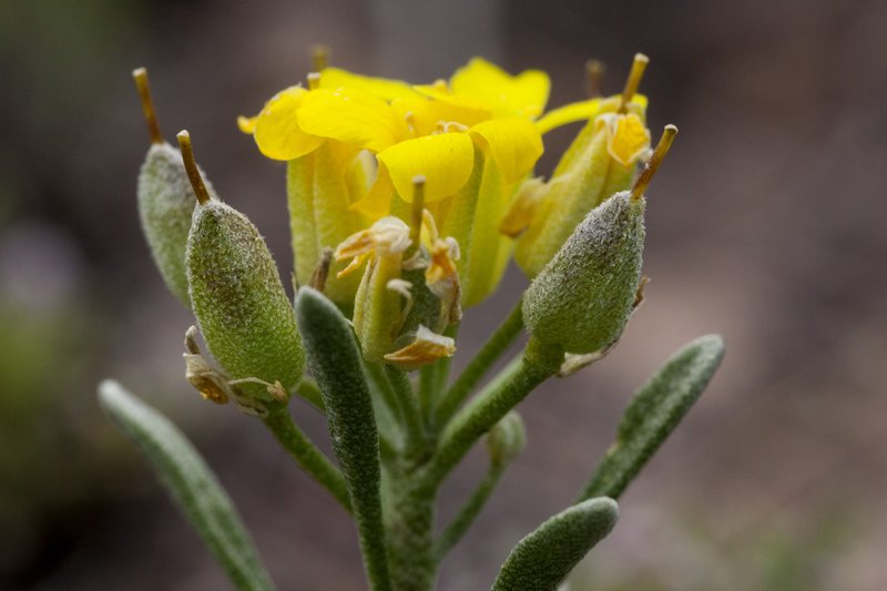 Mid Bladderpod photo 5