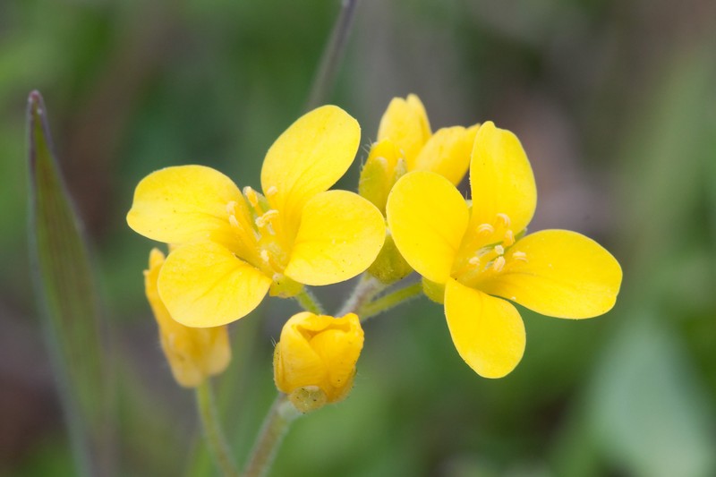 Lescur's Bladderpod photo 2