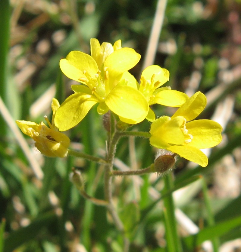 Lescur's Bladderpod