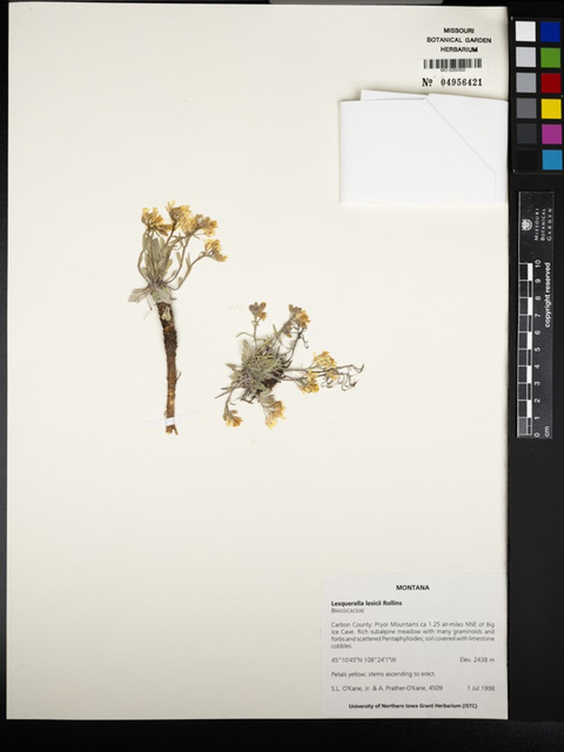 Pryor Mountains Bladderpod