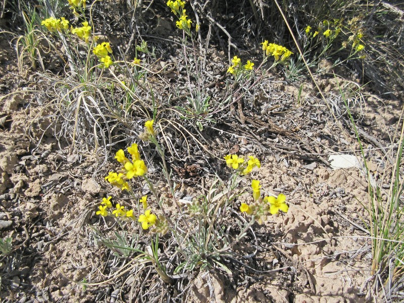 Foothill Bladderpod photo 5
