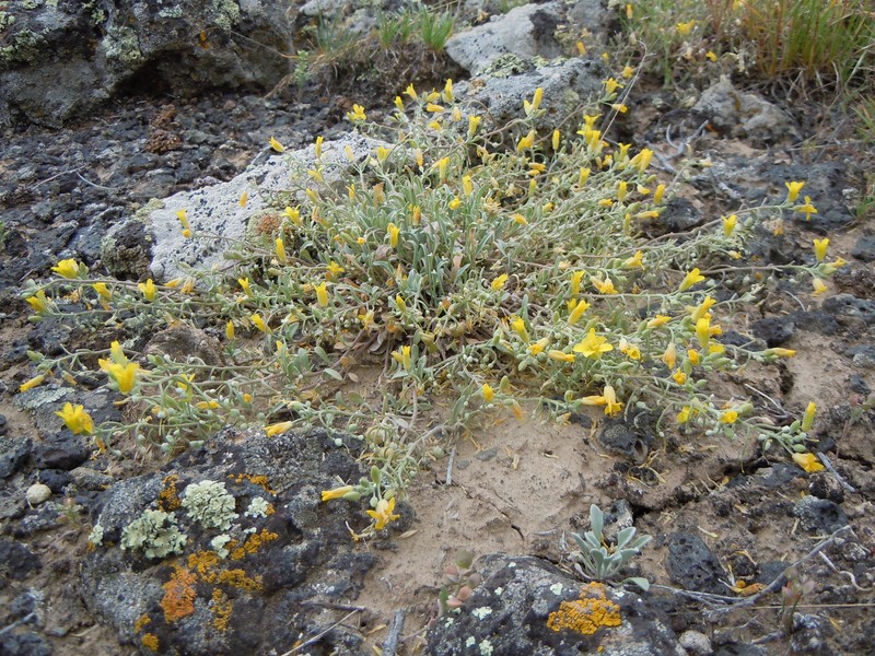 Foothill Bladderpod photo 2
