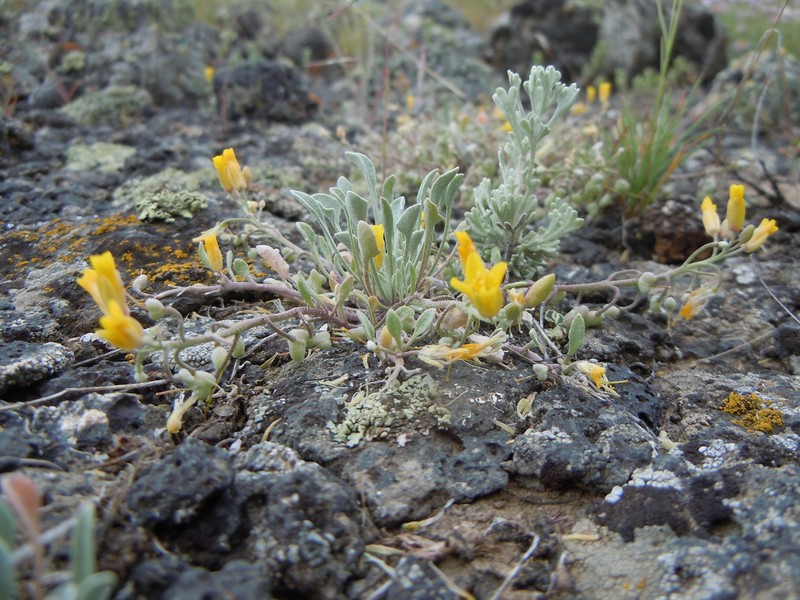 Foothill Bladderpod photo 3