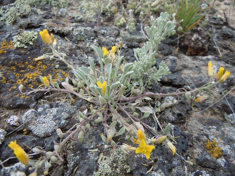 Foothill Bladderpod photo 4