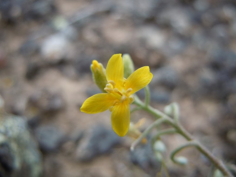 Foothill Bladderpod photo 6