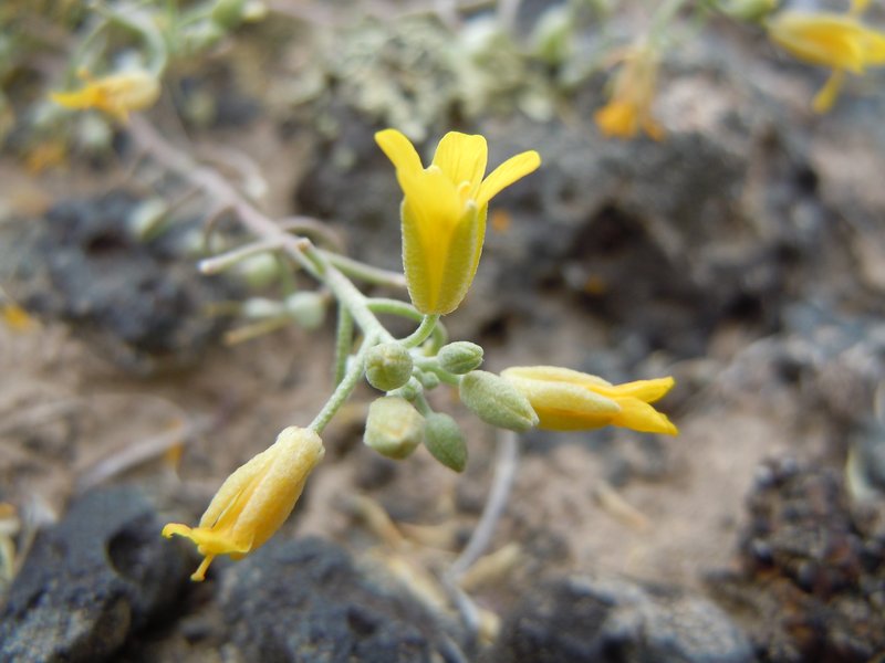 Foothill Bladderpod