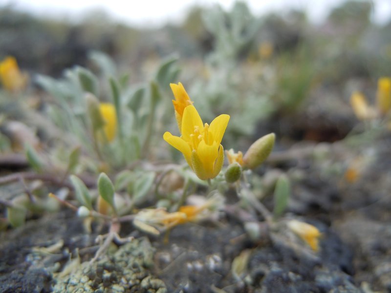 Foothill Bladderpod photo 7