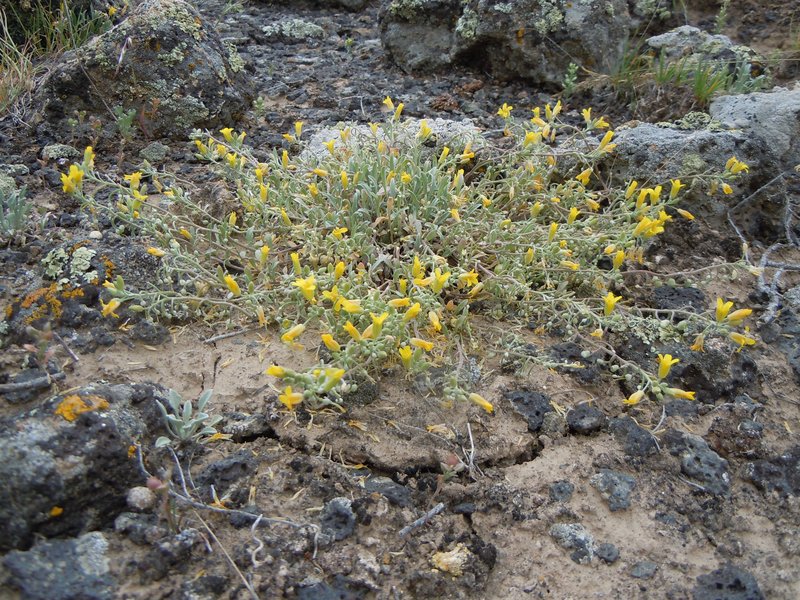 Foothill Bladderpod photo 8