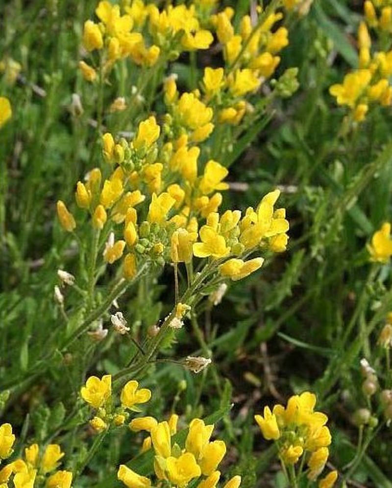 Lyreleaf Bladderpod