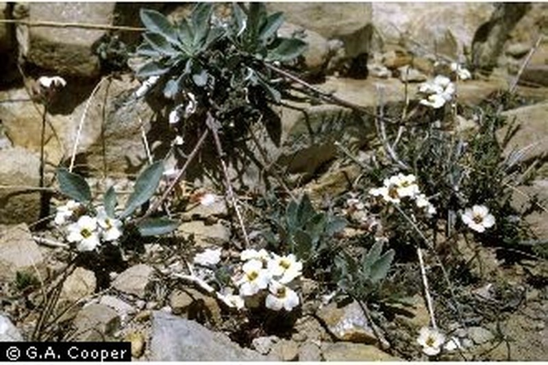 Mcvaugh's Bladderpod