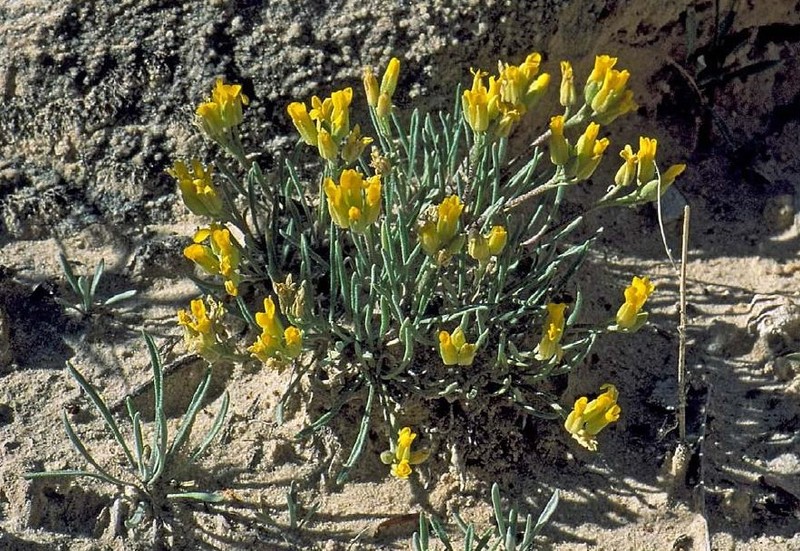 Pygmy Bladderpod