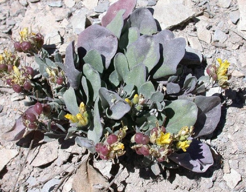 Pagosa Springs Bladderpod