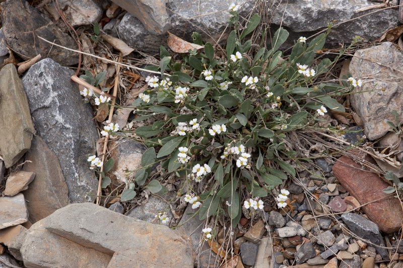 Rose Bladderpod photo 2