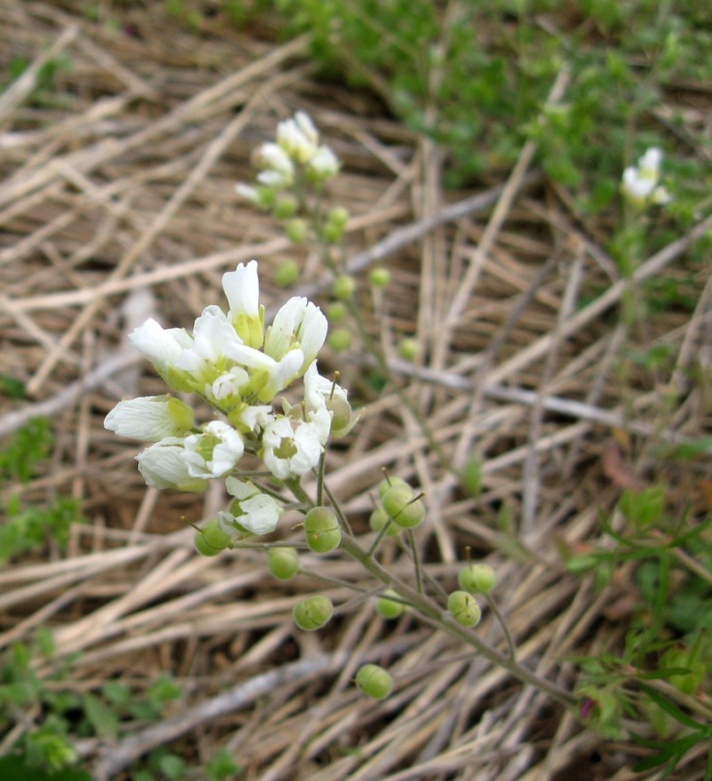 Stone River Bladderpod