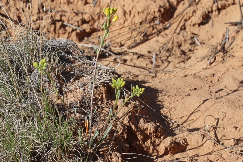 Moapa Bladderpod photo 3