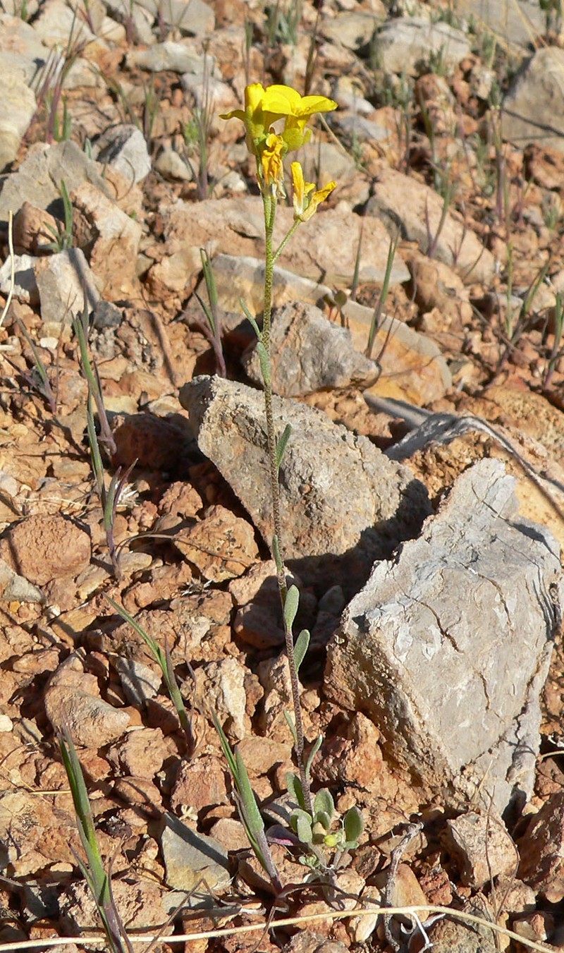 Moapa Bladderpod photo 2