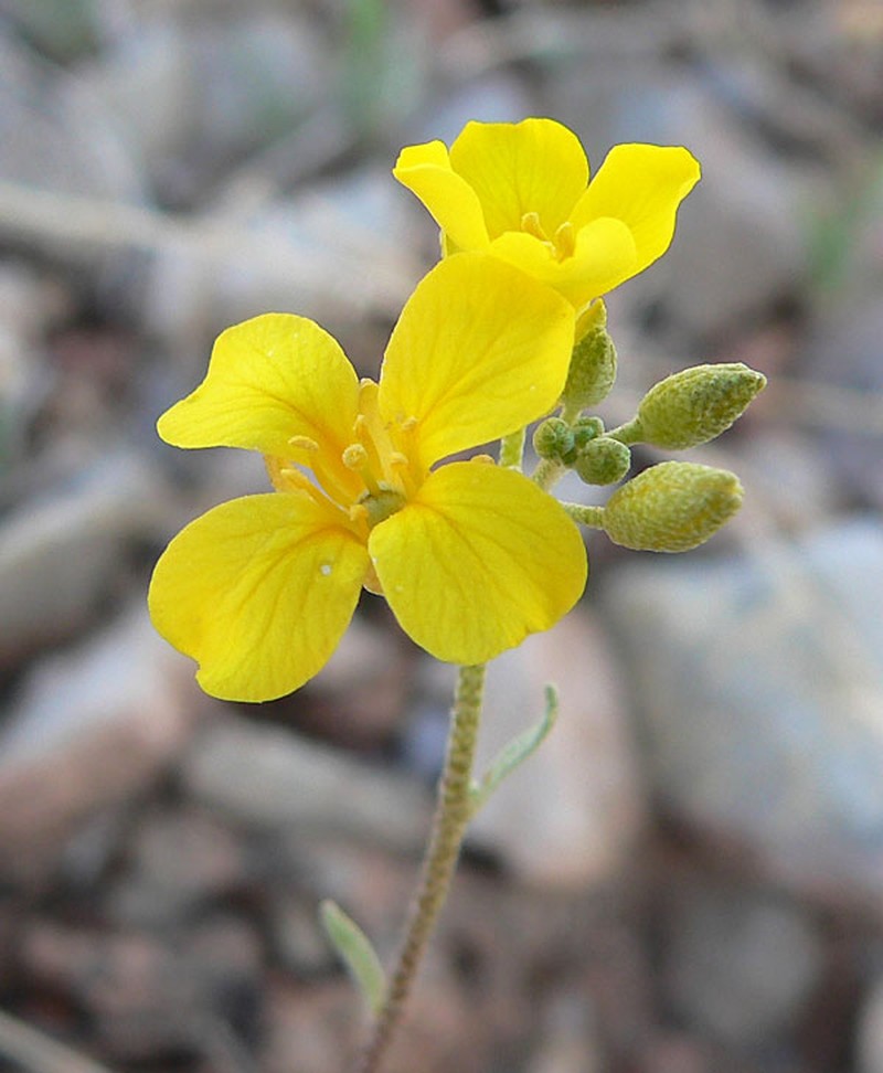 Moapa Bladderpod