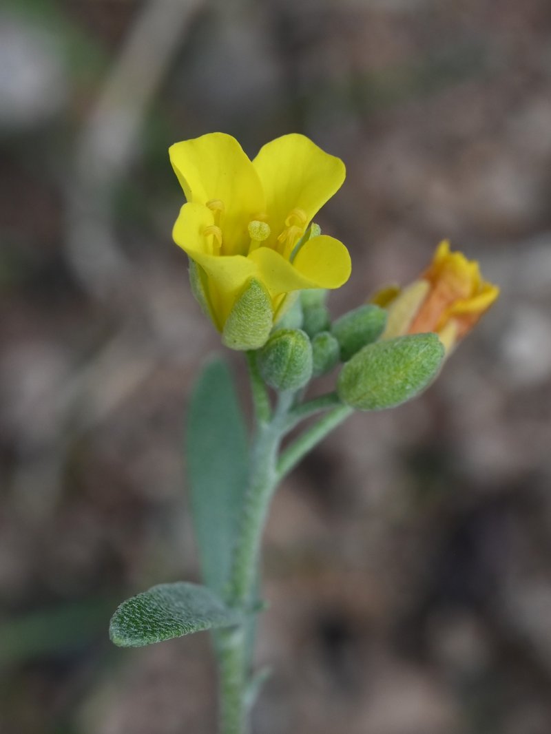 Moapa Bladderpod photo 4