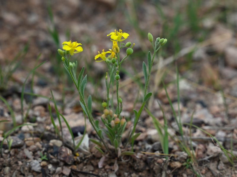 Moapa Bladderpod photo 5