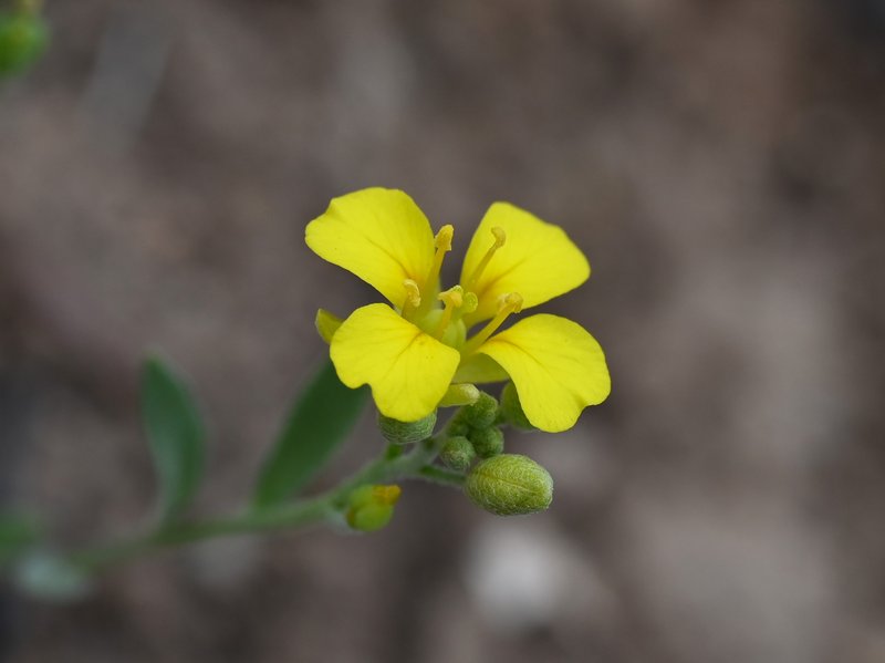 Moapa Bladderpod photo 6
