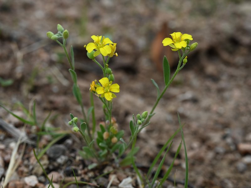 Moapa Bladderpod photo 7