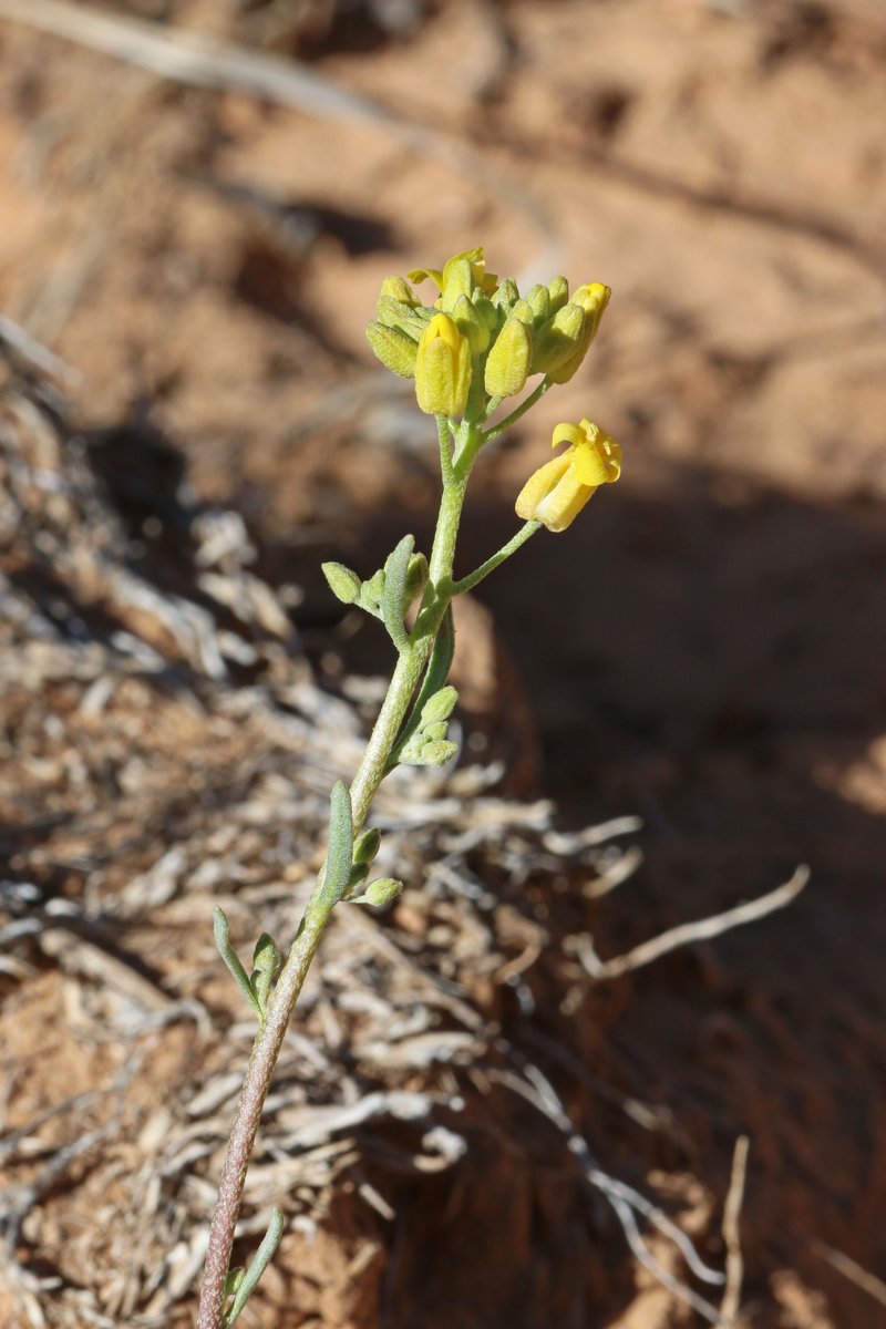 Moapa Bladderpod photo 8