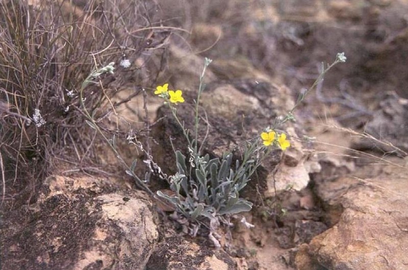 Zapata Bladderpod