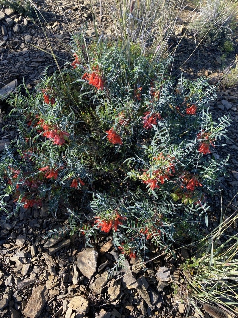 Lessertia frutescens subsp. frutescens