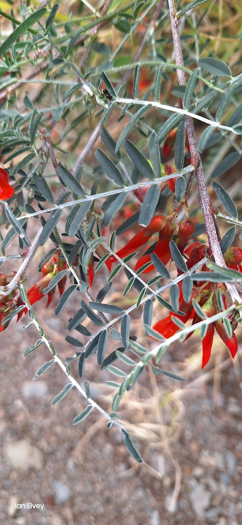 Lessertia frutescens subsp. frutescens photo 2