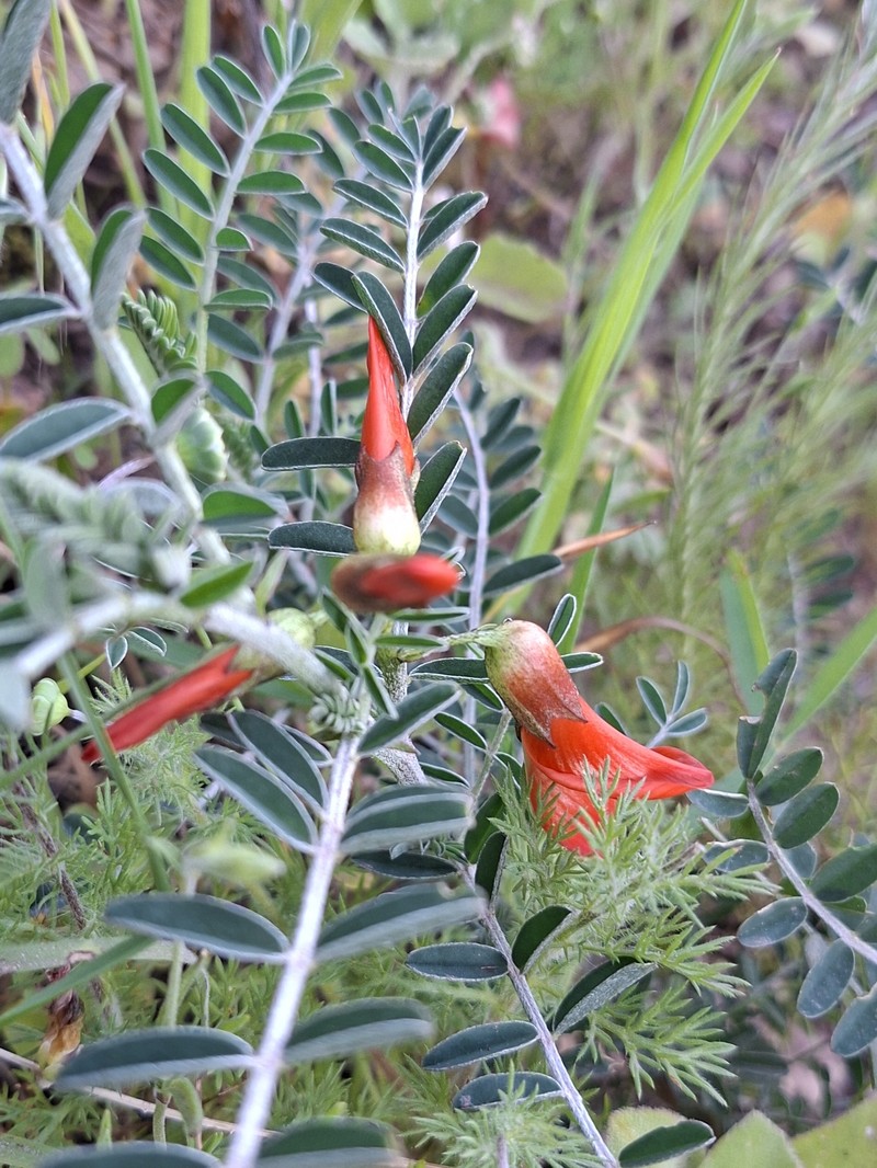 Lessertia frutescens subsp. frutescens photo 3
