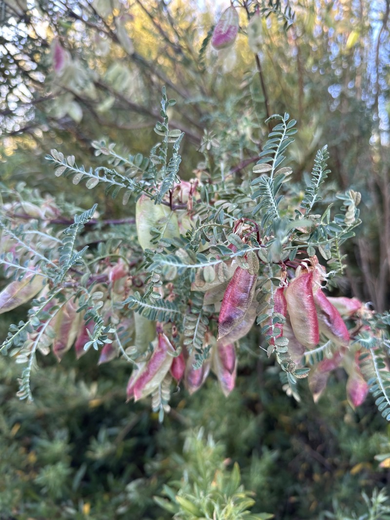 Lessertia frutescens subsp. frutescens photo 4