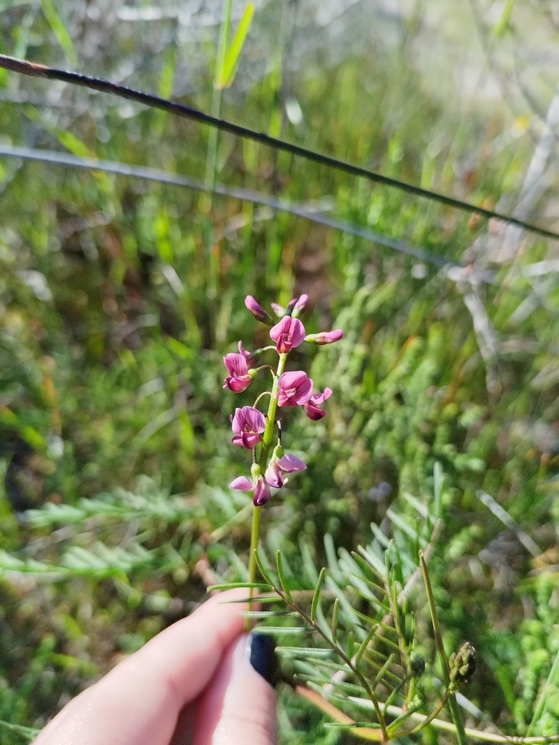 Lessertia meyeri