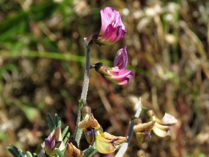 Lessertia meyeri photo 4